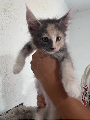 Maine Coon Reinrassig suchen neues zuhause!