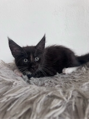 Maine Coon Reinrassig suchen neues zuhause! Bild 11