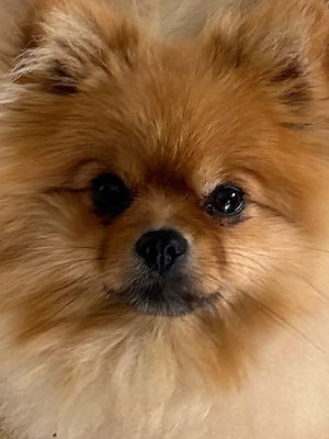 Pomeranian Zwergspitz Mädchen 2 Jahre alt abzugeben
