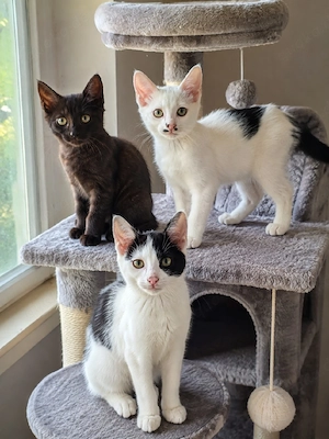 Zauberhafte Kitten suchen ein liebevolles Zuhause