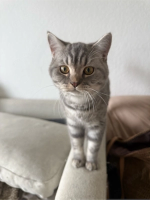    Wunderschöner Britisch Kurzhaar Kater (5 Monate)   liebevolles Zuhause gesucht   
