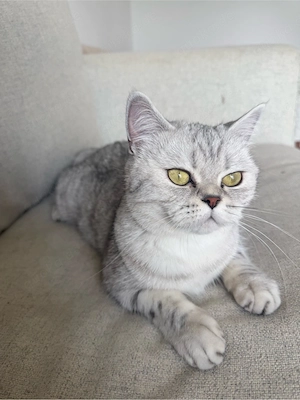    Wunderschöne Britisch Kurzhaar Katze (2 Jahre)   liebevolles Zuhause gesucht  Bild 3