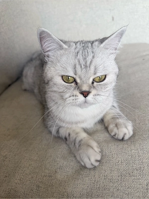    Wunderschöne Britisch Kurzhaar Katze (2 Jahre)   liebevolles Zuhause gesucht  Bild 2