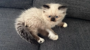 Ragdoll Kitten  sie suchen was besonderes