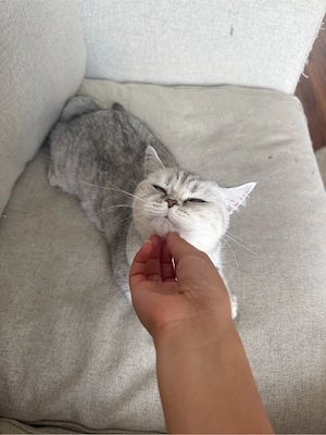    Wunderschöne Britisch Kurzhaar Katze (2 Jahre)   liebevolles Zuhause gesucht  Bild 4
