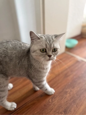    Wunderschöne Britisch Kurzhaar Katze (2 Jahre)   liebevolles Zuhause gesucht 