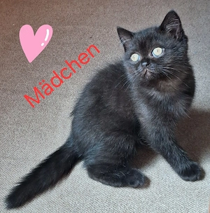 Reinrassige BKH Mädchen!Abgabebereit!