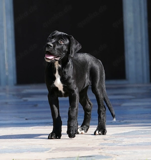 11 Wochen alte Cane Corso Hündin Shira ist noch abzugeben!!