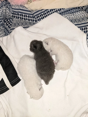      BKH. British Kurzhaar   katze VB  neu Geburen