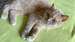 BKH , absoluter Schmusekater, mit Stammbaum, kastriert
