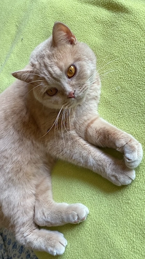 BKH , absoluter Schmusekater, mit Stammbaum, kastriert