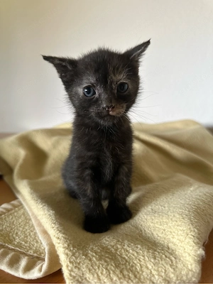 Babykatzen Kitten 