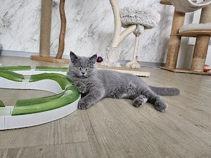 BKH Katze Kitten blue (5 Monate alt)