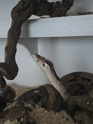 Boa Constrictor Constrictor (BCC), Männchen, 1,80m lang