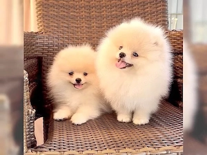 Wunderschöne klein bleibende Zwergspitz Pomeranian Welpen