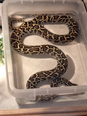 1.1 Python bivittatus Dunkler Tigerpython