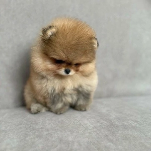 Wunderschöne reinrassige Pomeranian-Welpen suchen ein liebevolles Zuhause 