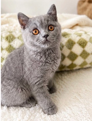 Kitten suchen liebevolles Zuhause