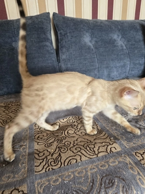 Abgabebereit Bengal Kitten wbl. Stammbaum Eltern 10 Tests Katze Kater