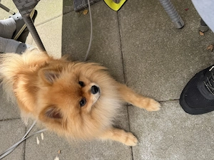 Kleinspitz  Pomeranian Rüde