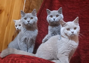 BkH Kitten umzugsbereit. 