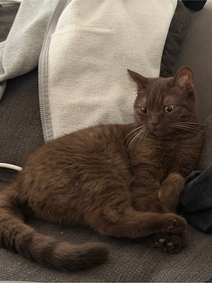 BKH Katze Braun Chocolate 