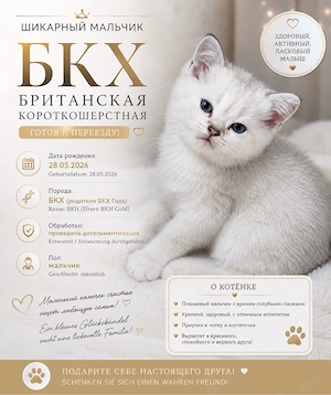 BKH-Katerchen zu verkaufen