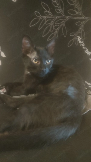 Babykater 14 wochen