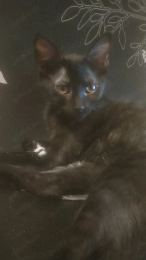 Babykater 14 wochen