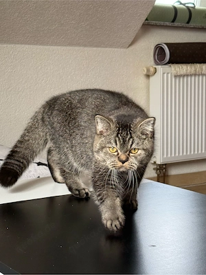 BKH Katzen