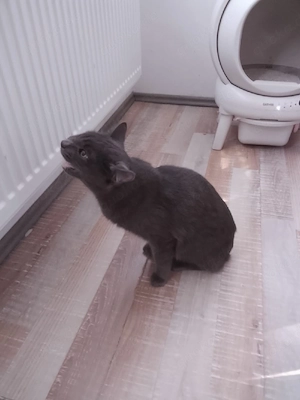 Dringend katze verkaufen