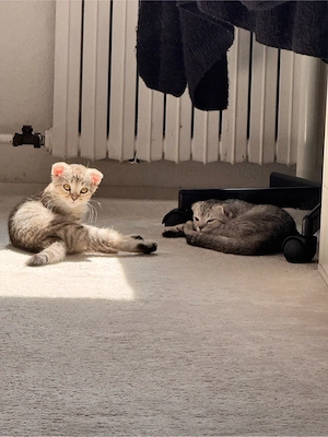 süße katze