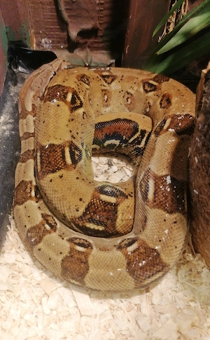 Boa Constrictor Imperator