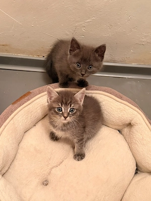 Türkisch Angora kitten 