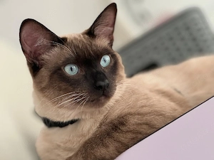 Suche Deckkater 