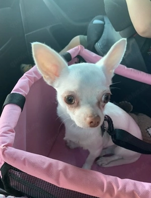 Chihuahua Hündin weiß kurzhaar