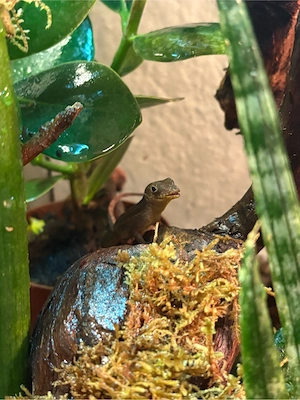 anolis Winstoni