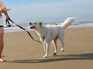 Siberian Husky Hündin Bild 2