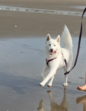 Siberian Husky Hündin