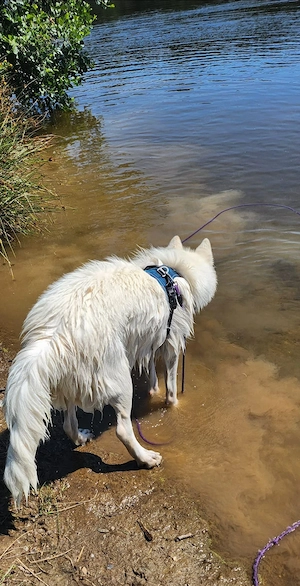 Siberian Husky Hündin Bild 3