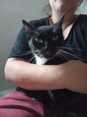 2 Kater Abzugeben 