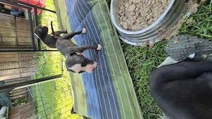 American bully Welpen 