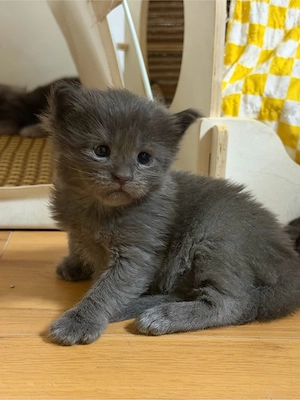 Maine Coon Kitten 