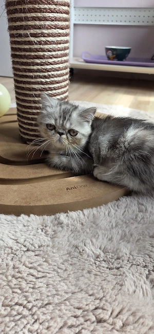 Süßes Exotic Shorthair Katerchen 