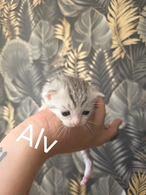 Kleine katzen bkh mix  suchen  ihr traumschloss 