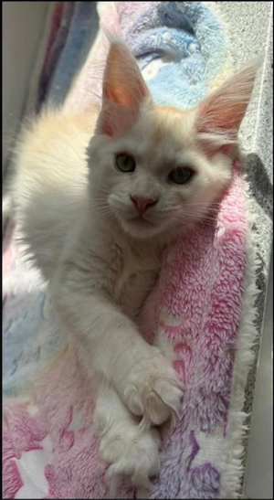 Wunderschönes Typvolles Maine Coon Kitten sucht ab sofort ein Tolles Zuhause