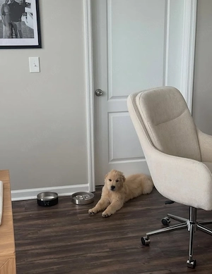    Reinrassiger Golden Retriever Welpe sucht ein liebevolles Zuhause   