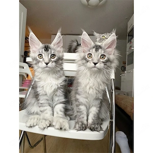Reinrassige XXL Maine Coon Kitten mit Stammbaum.