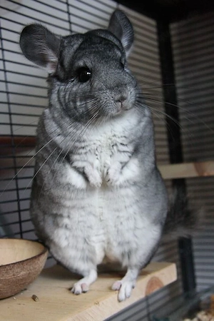 Junges Chinchilla-männchen abzugeben
