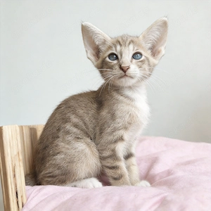 Rassemix Sphynx x Orientalisch Kurzhaar (Mischlinge) Kitten 